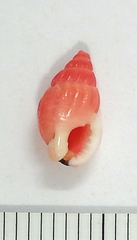 Amphissa versicolor