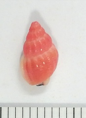 Amphissa versicolor
