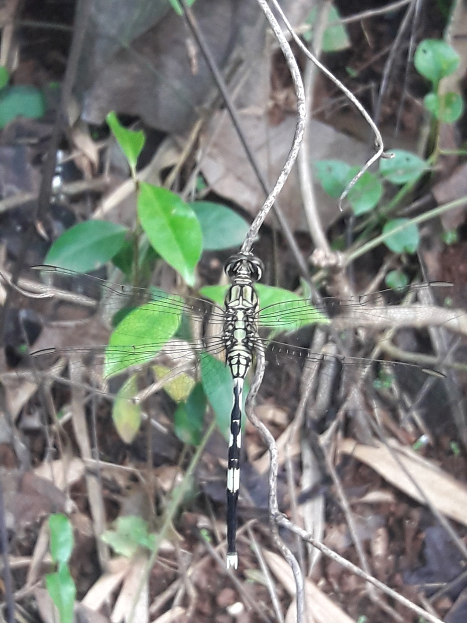 Slender Skimmer
