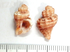 Ocinebrina