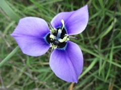 Moraea gigandra