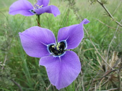 Moraea gigandra