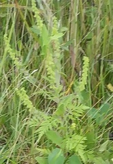 Ambrosia artemisiifolia