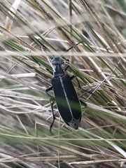 Epicauta cinerea-group