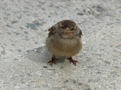 Passer domesticus