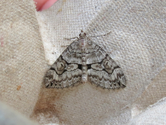 Thera contractata