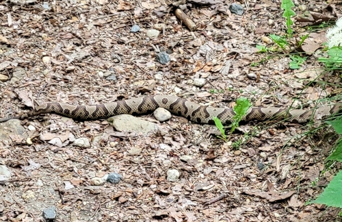 Copperhead