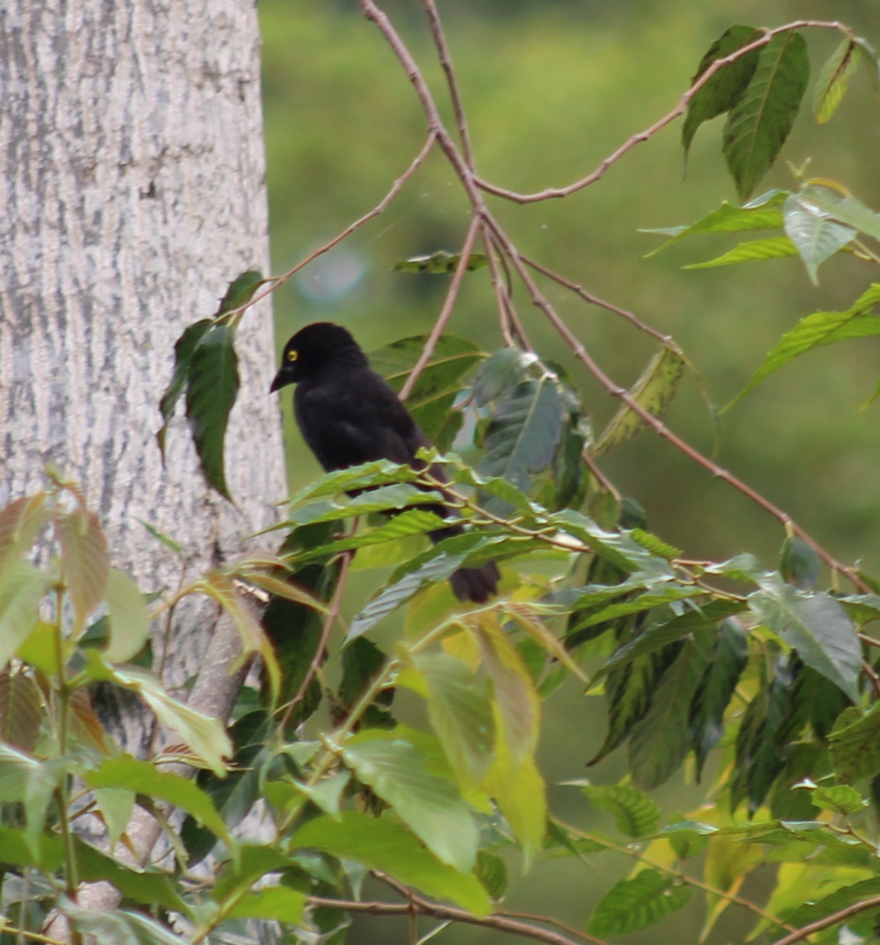 Vieillot's Black Weaver (Ploceus nigerrimus), photo 6
