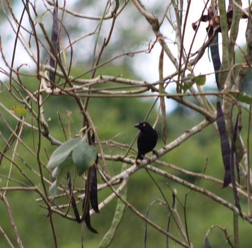 Vieillot's Black Weaver (Ploceus nigerrimus), photo 6