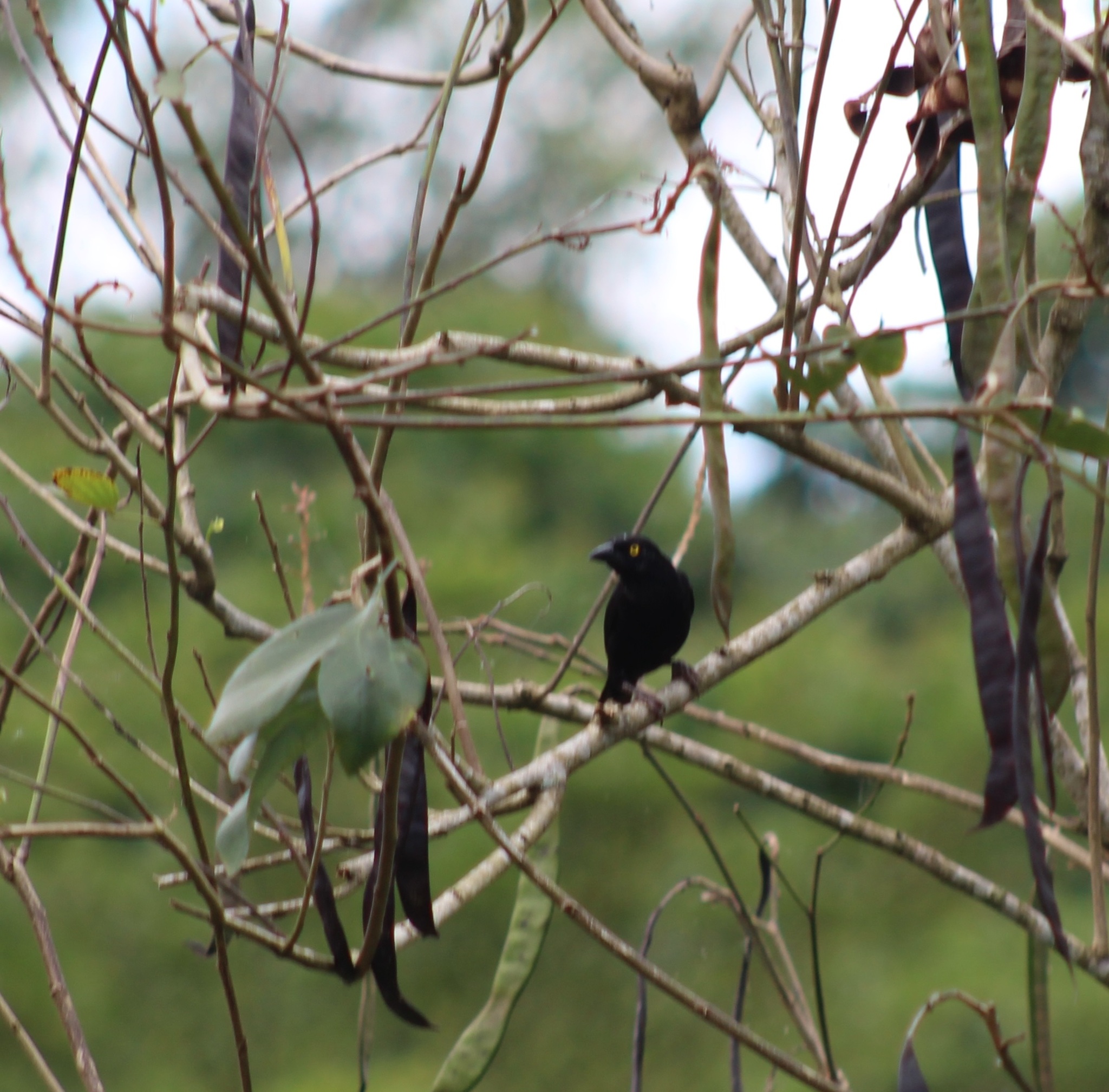 Vieillot's Black Weaver (Ploceus nigerrimus), photo 5