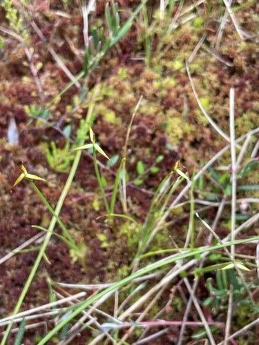 Carex pauciflora iNat (3)
