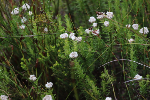 Beautiful Blombush (Metalasia pulchella)