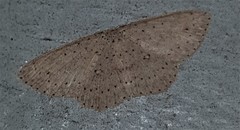 Cyclophora turneri