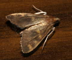 Rehimena