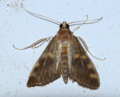 Rehimena