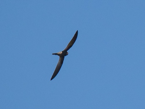 African Swift