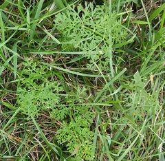 Daucus carota