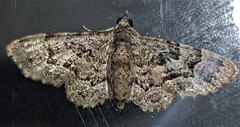 Gymnoscelis lophopus