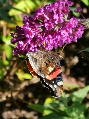 Vanessa atalanta