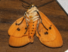 Asota iodamia