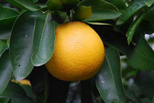 Citrus × aurantium