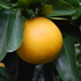 Citrus paridisi - Photo (c) Σάββας Ζαφειρίου (Savvas Zafeiriou), algunos derechos reservados (CC BY-NC), uploaded by Σάββας Ζαφειρίου (Savvas Zafeiriou)