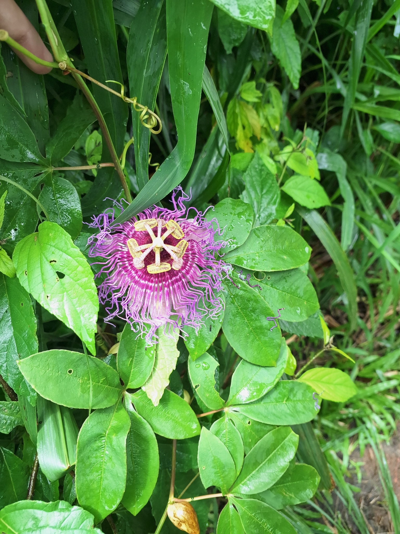 Passiflora cincinnata