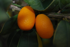 Citrus japonica