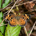 Pearl Crescent - Photo (c) Royal Tyler, some rights reserved (CC BY-NC-SA), uploaded by Royal Tyler