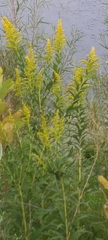 Solidago
