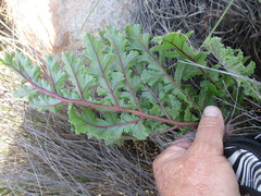 Pelargonium radulifolium