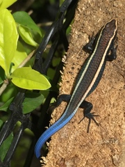 Rio Magdalena Tegu photo 3