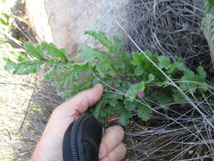 Pelargonium radulifolium