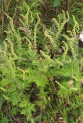 Ambrosia artemisiifolia