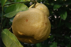 Citrus medica