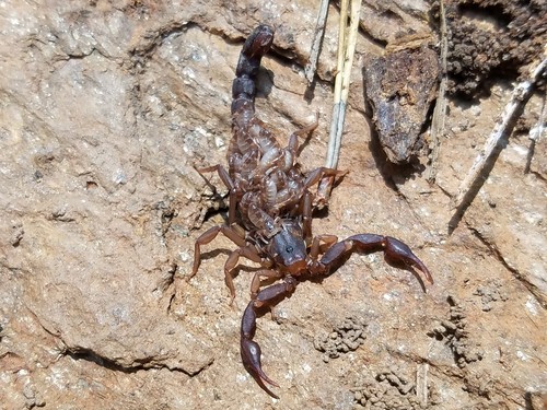 Photo of Southern Devil Scorpion (Vaejovis carolinianus)