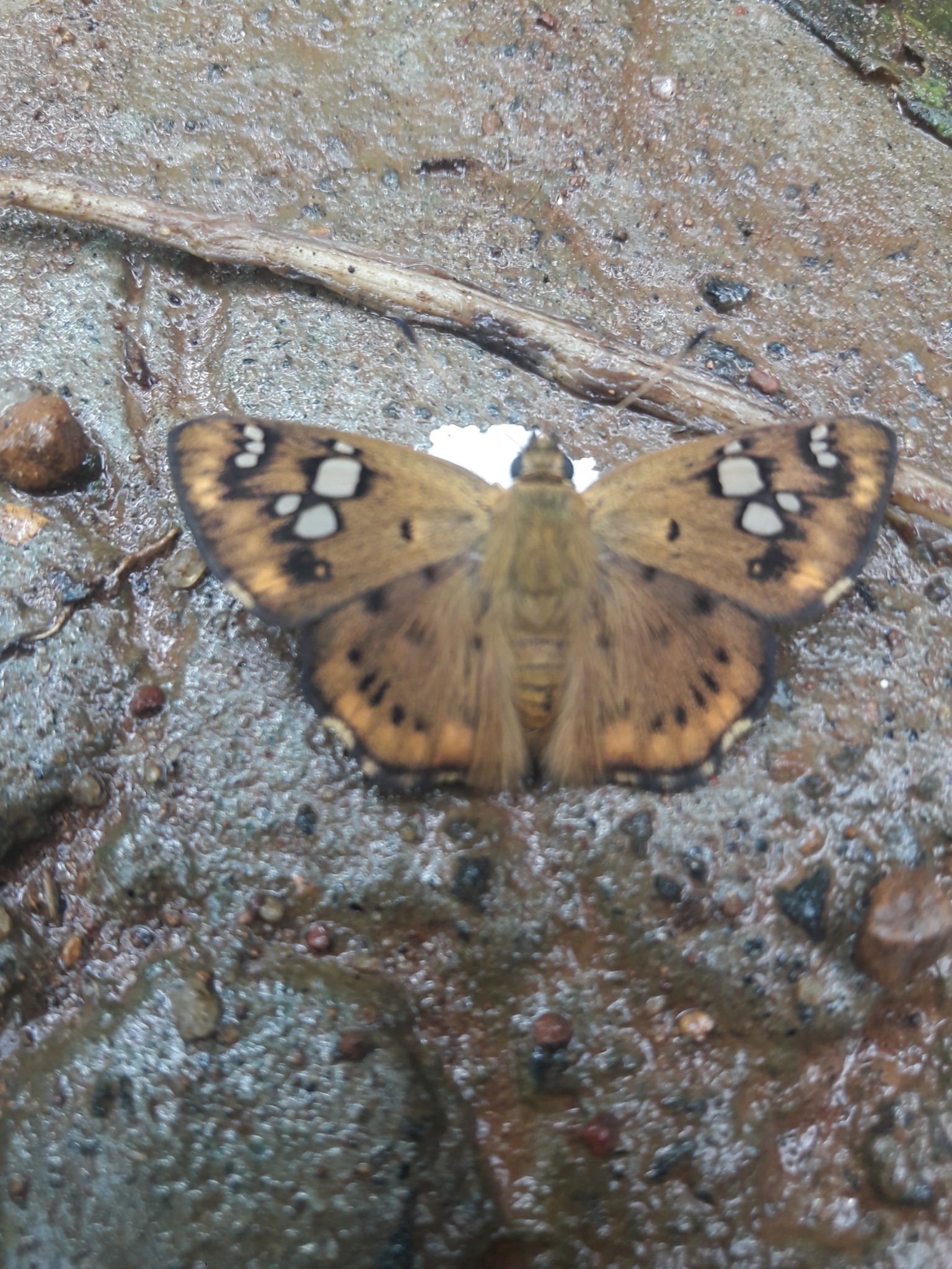 Tricolour Pied Flat