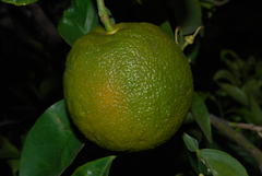 Citrus × aurantium