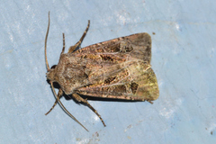 Eriopygini