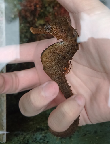 Hippocampus reidi