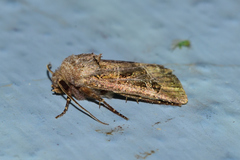 Eriopygini