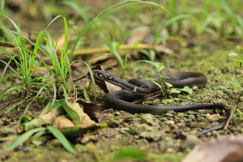 Amphiesma concelarum