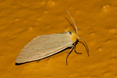 Chrysoecia thoracica