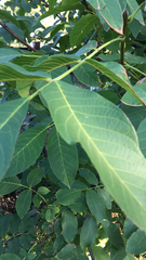 Juglans regia
