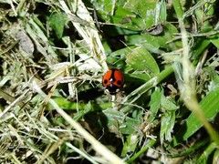 Coelophora biplagiata