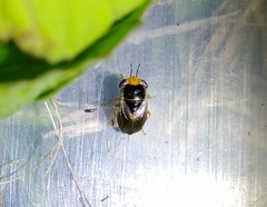 Geocoris ochropterus