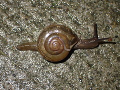 Macrochlamys hippocastaneum