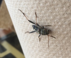 Neoclytus scutellaris