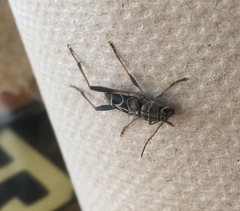 Neoclytus scutellaris