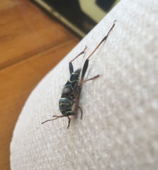 Neoclytus scutellaris